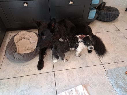 Mellie, Sensibelchen, Terriermix