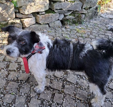 Mellie, Sensibelchen, Terriermix