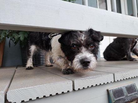 Mellie, Sensibelchen, Terriermix