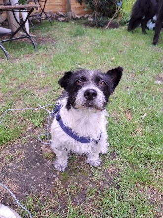 Mellie, Sensibelchen, Terriermix