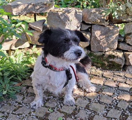 Mellie, Sensibelchen, Terriermix