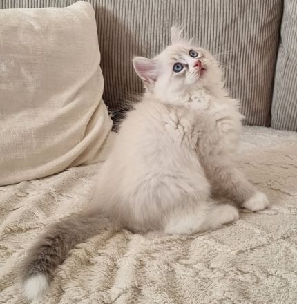 Sibirische Katze, Neva Masquerade mit Stammbaum