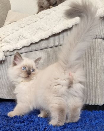 Sibirische Katze, Neva Masquerade mit Stammbaum