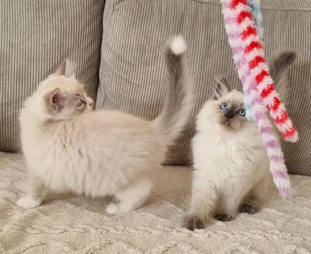 Sibirische Katze, Neva Masquerade mit Stammbaum