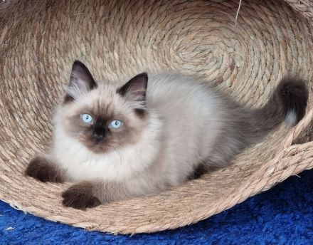 Sibirische Katze, Neva Masquerade mit Stammbaum