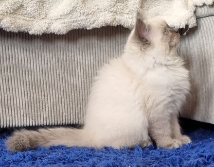 Sibirische Katze, Neva Masquerade mit Stammbaum