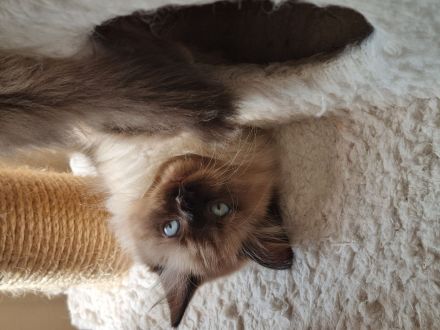 Sibirische Katze, Neva Masquerade mit Stammbaum