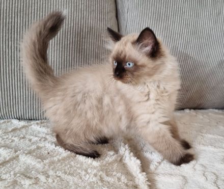 Sibirische Katze, Neva Masquerade mit Stammbaum