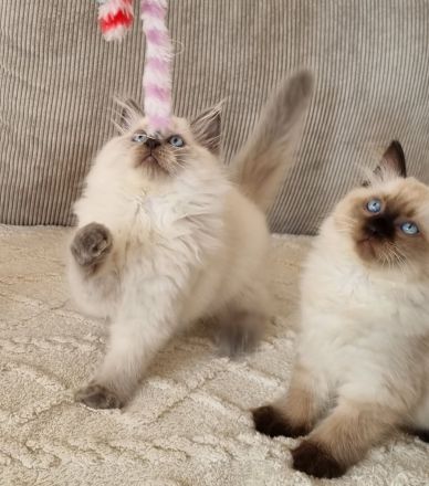 Sibirische Katze, Neva Masquerade mit Stammbaum