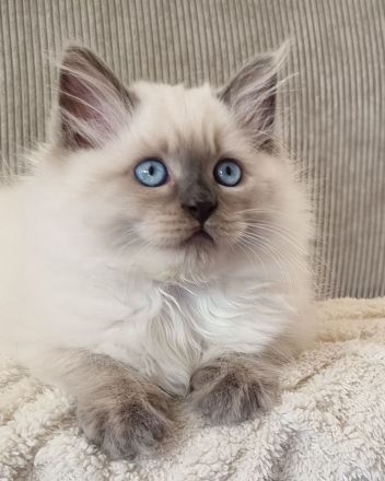 Sibirische Katze, Neva Masquerade mit Stammbaum