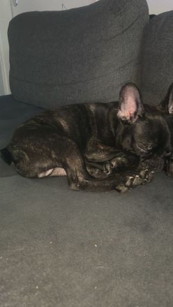 Französische Bulldogge