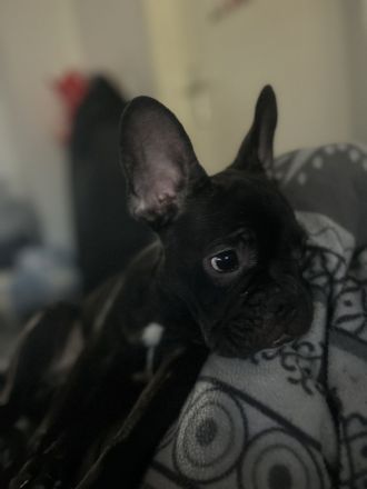 Französische Bulldogge