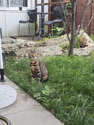 Schüchterne Bengalen