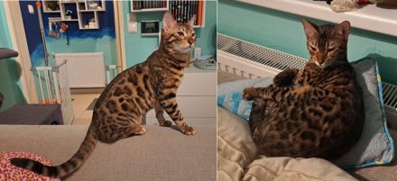 Schüchterne Bengalen