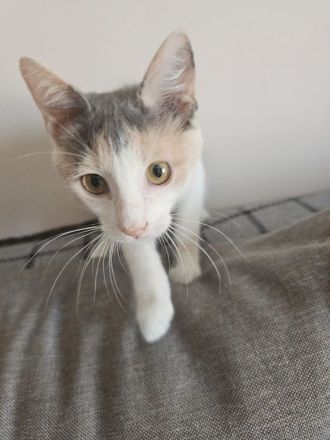 Kitten Katze Kater Minnie und Micky