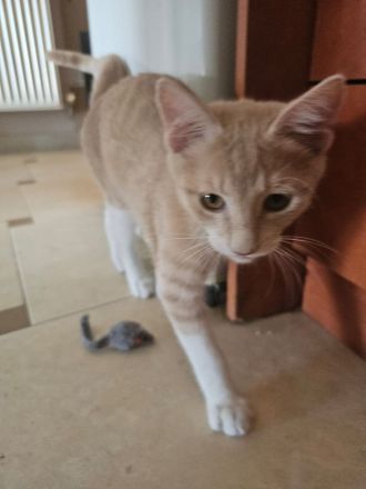 Kitten Katze Kater Minnie und Micky