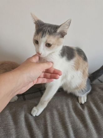 Kitten Katze Kater Minnie und Micky