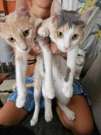 Kitten Katze Kater Minnie und Micky