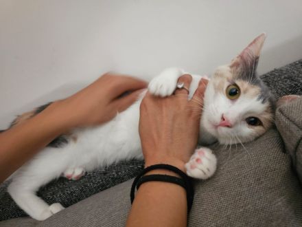 Kitten Katze Kater Minnie und Micky