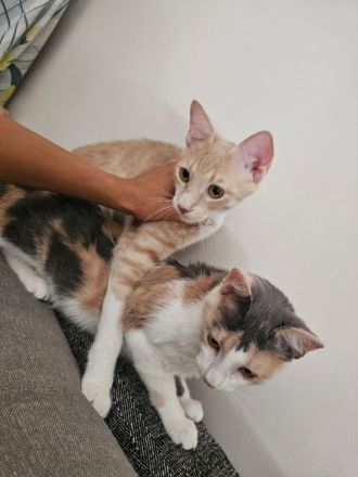 Kitten Katze Kater Minnie und Micky