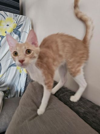 Kitten Katze Kater Minnie und Micky