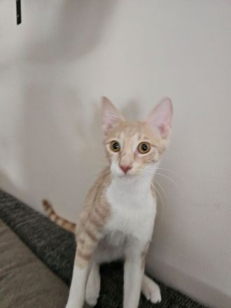 Kitten Katze Kater Minnie und Micky