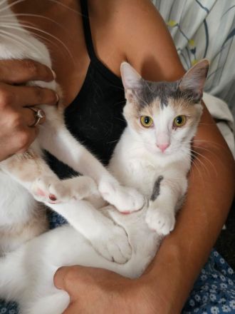 Kitten Katze Kater Minnie und Micky