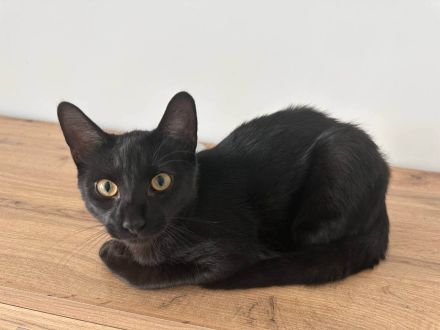 Kater 8 Monate
