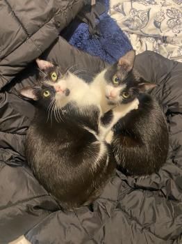 Minnie und Stella (ehemals Stuart ;) )