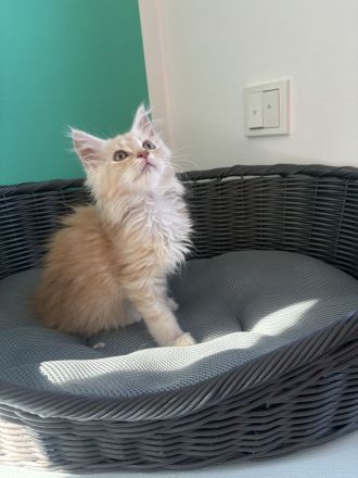 Main Coon Kitten dürfen ihr Elternhaus verlassen
