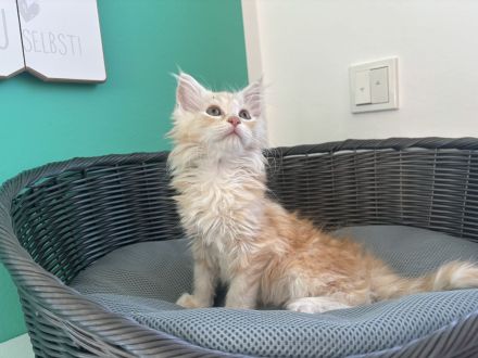 Main Coon Kitten dürfen ihr Elternhaus verlassen