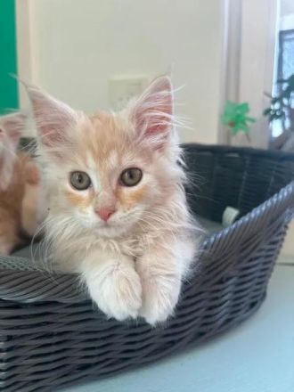 Main Coon Kitten dürfen ihr Elternhaus verlassen