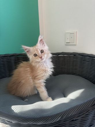 Main Coon Kitten dürfen ihr Elternhaus verlassen