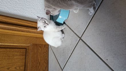 Zuckersüße BKH Kitten direkt auszugsbereit