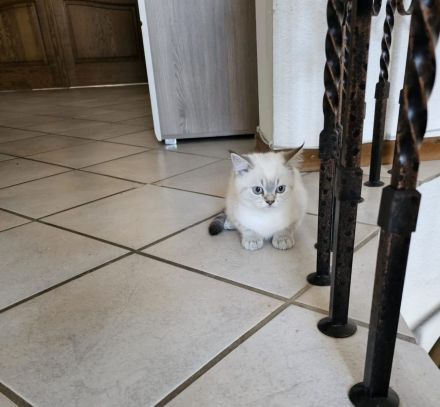 Zuckersüße BKH Kitten direkt auszugsbereit