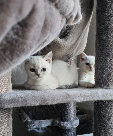 Zuckersüße BKH Kitten direkt auszugsbereit