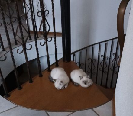 Zuckersüße BKH Kitten direkt auszugsbereit