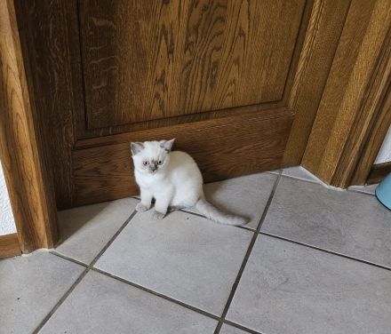 Zuckersüße BKH Kitten direkt auszugsbereit