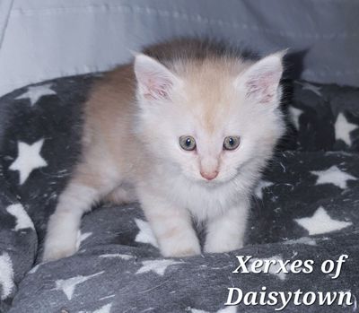 Maine-Coons-of-Daisytown