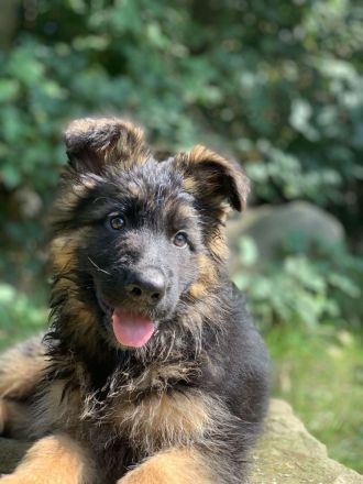 Schäferhund Welpen