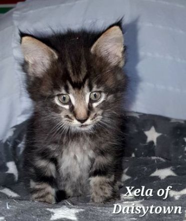 Reinrassige Maine Coon Kitten mit Stammbaum aus seriöser Hobbyzucht