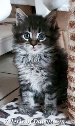 Reinrassige Maine Coon Kitten mit Stammbaum aus seriöser Hobbyzucht