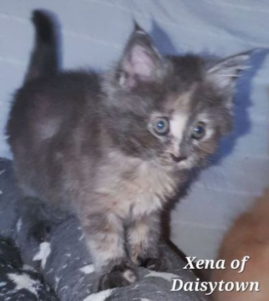 Reinrassige Maine Coon Kitten mit Stammbaum aus seriöser Hobbyzucht