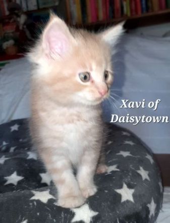 Reinrassige Maine Coon Kitten mit Stammbaum aus seriöser Hobbyzucht