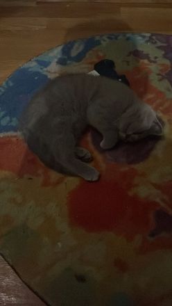 Biete bkh kitten 10 Wochen alt