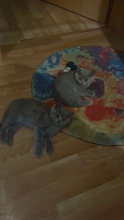 Biete bkh kitten 10 Wochen alt