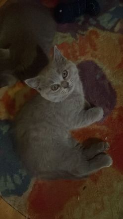 Biete bkh kitten 10 Wochen alt