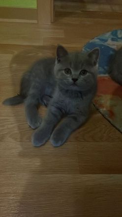 Biete bkh kitten 10 Wochen alt