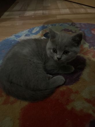 Biete bkh kitten 10 Wochen alt