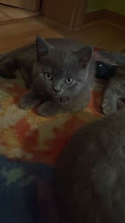 Biete bkh kitten 10 Wochen alt